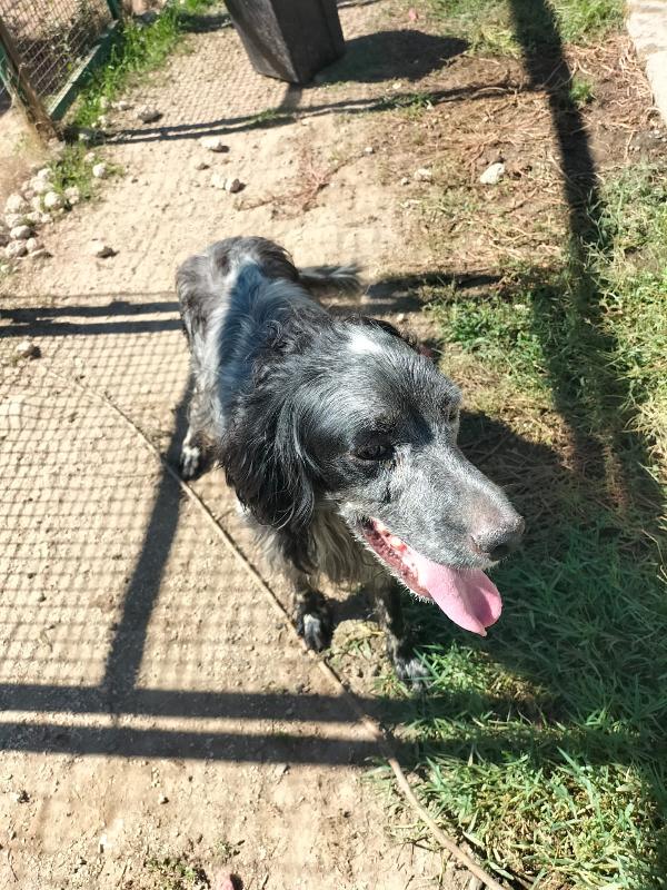 MIRKO, SPLENDIDO GIOVANE SETTER, CERCA FAMIGLIA Foto 6